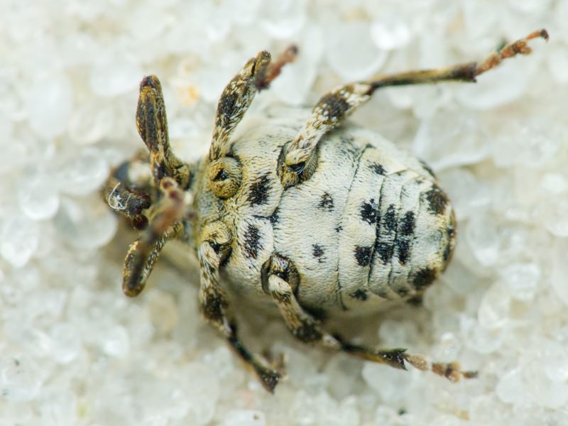 Mogulones dimidiatus Frivaldszky, 1865